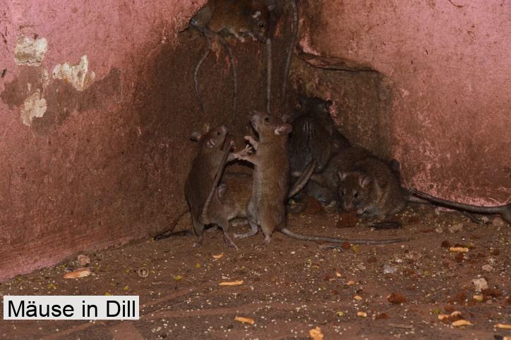 Mäuse in Dill